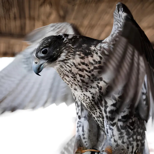 Falcon