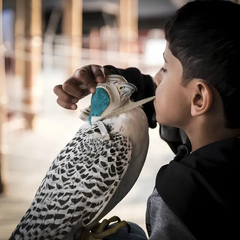 Falcon Boy