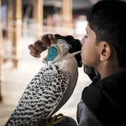 Falcon Boy