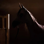 Horse in the Shadow