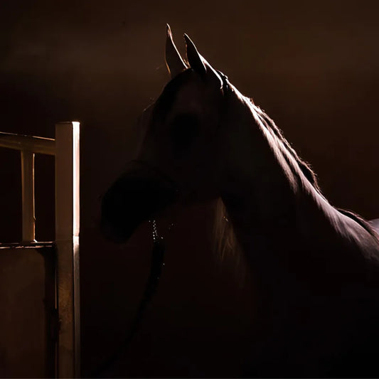 Horse in the Shadow